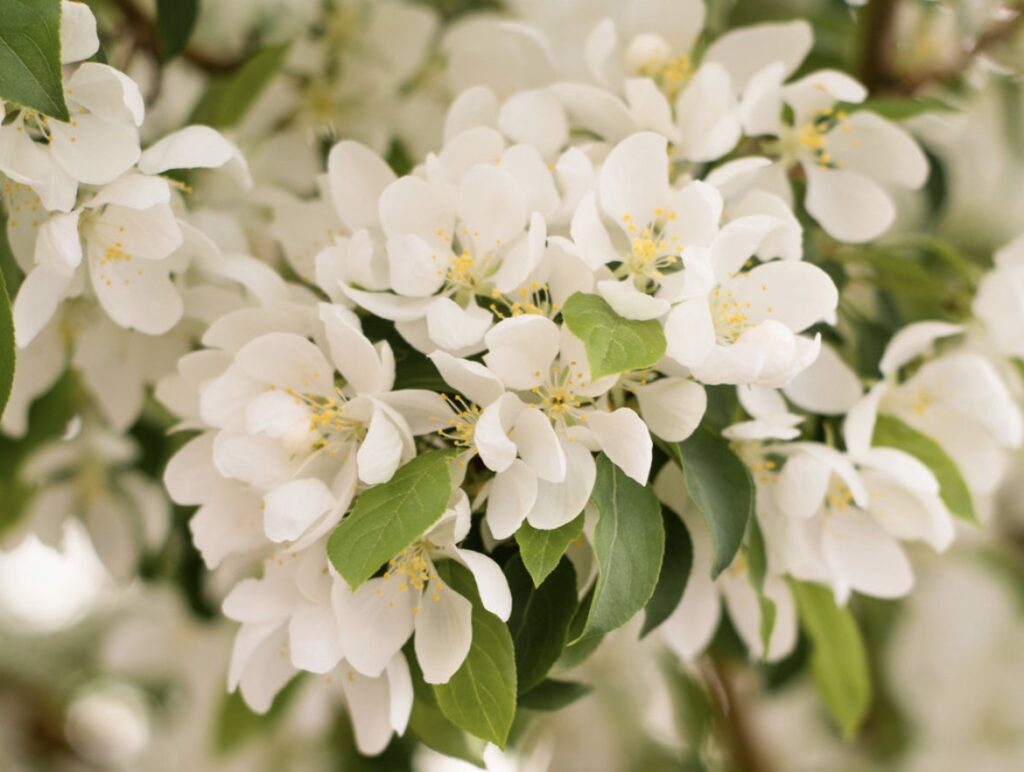 Crab apple flowers in bloom at the Japanese Friendship Garden also known as Sportsman’s Park in downtown Idaho Falls 